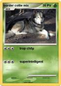 border collie