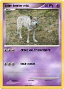 cairn terrier
