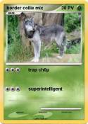 border collie