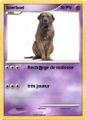 boerboel