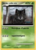 border collie