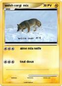 welsh corgi mix