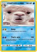 STARTLED LLAMA