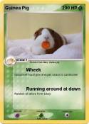 Guinea Pig
