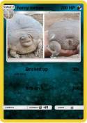 horny tortise