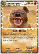 Spotted hyena