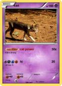 cat