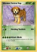 Wheaten Terrire