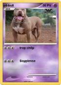 pit-bull