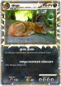 dingo