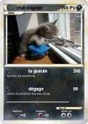 chat mignon