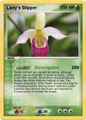 Lady's Slipper