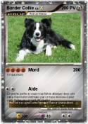 Border Collie
