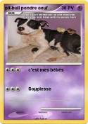 pit-bull pondre