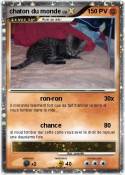 chaton du monde