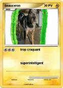 beauceron