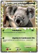 koala z pod