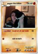 angus the kitte