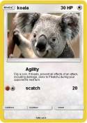 koala