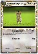 Chaton Kangouro