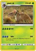 giant rat