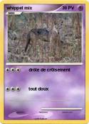 whippet mix