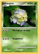 hydrangéas