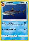 tiger shark