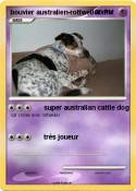 bouvier austral