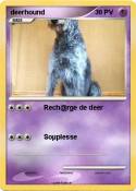 deerhound