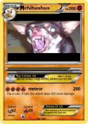 chihuahua