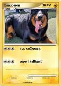beauceron