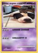 pointer anglais