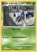 border collie