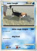 water beagle