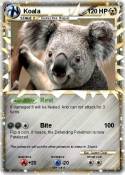 Koala