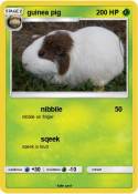 guinea pig