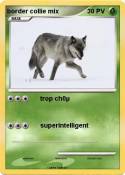 border collie