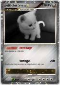 petit chatons