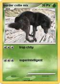 border collie