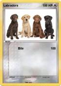 Labradors