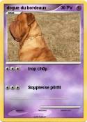 dogue du bordea