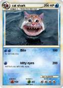 cat shark