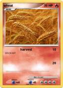 wheat