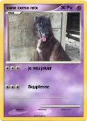 cane corso mix