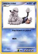 caniche croisé