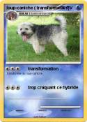loup-caniche (