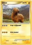 briard