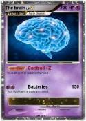 The brain