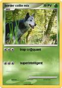 border collie